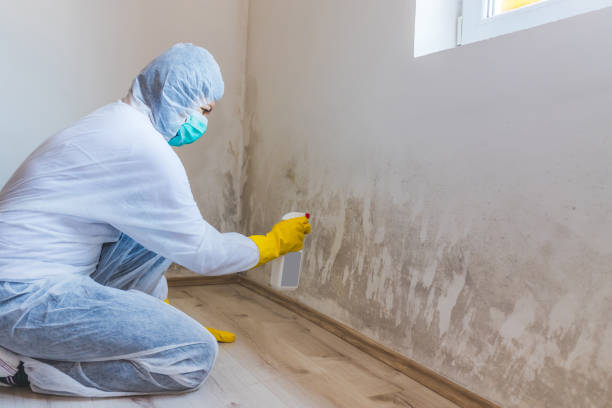 Licensed Mold Remediation service in Callao, VA - 24 Hour Mold Removal
