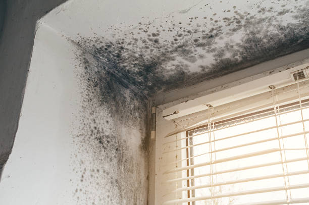 Affordable Mold Remediation solutions in Callao, VA